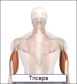 Get Big And Strong Triceps With Personal Trainer Tai  250